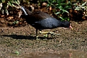 Moorhen - B